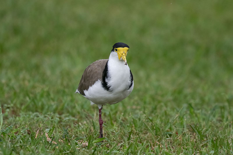 Masked Plover