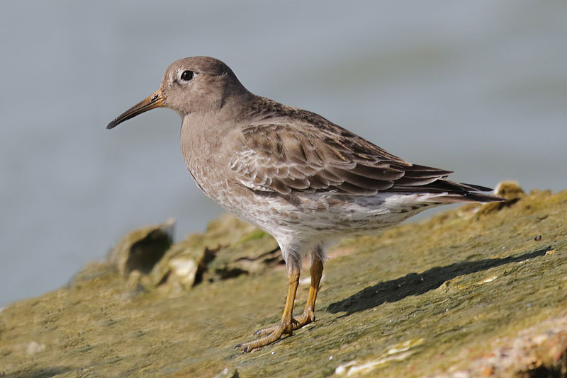 Purple Sandpiper