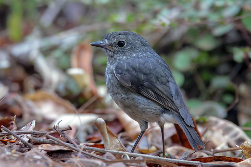 North Island Robin