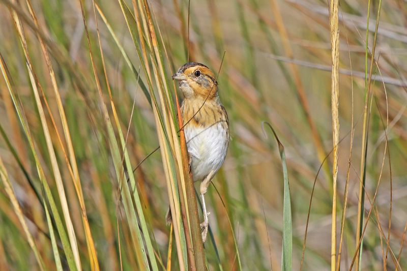 Nelson Sparrow