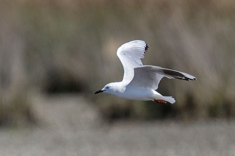 Black-billed Gull