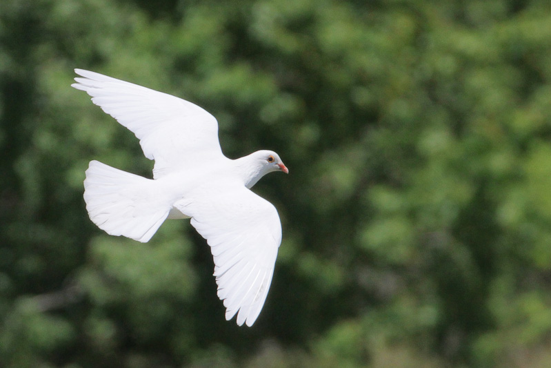 Rock Pigeon
