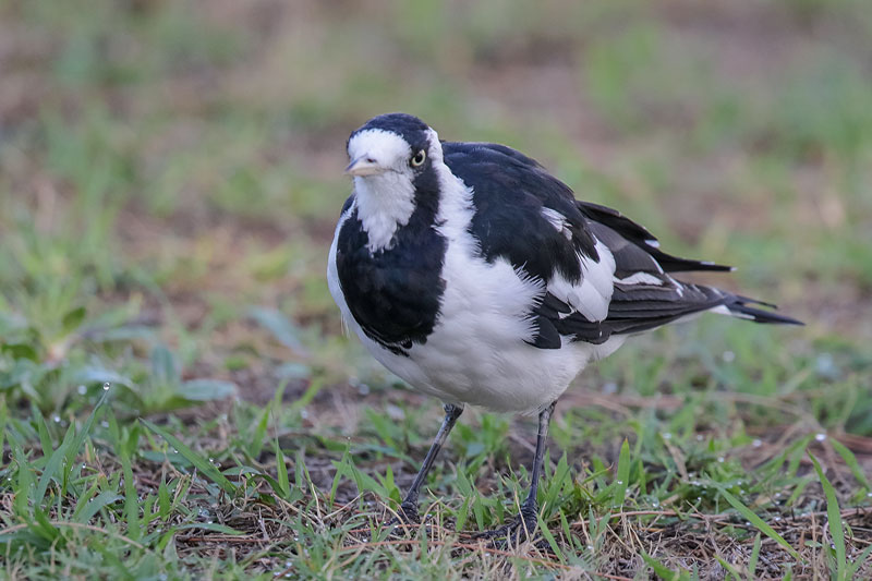Magpie-lark