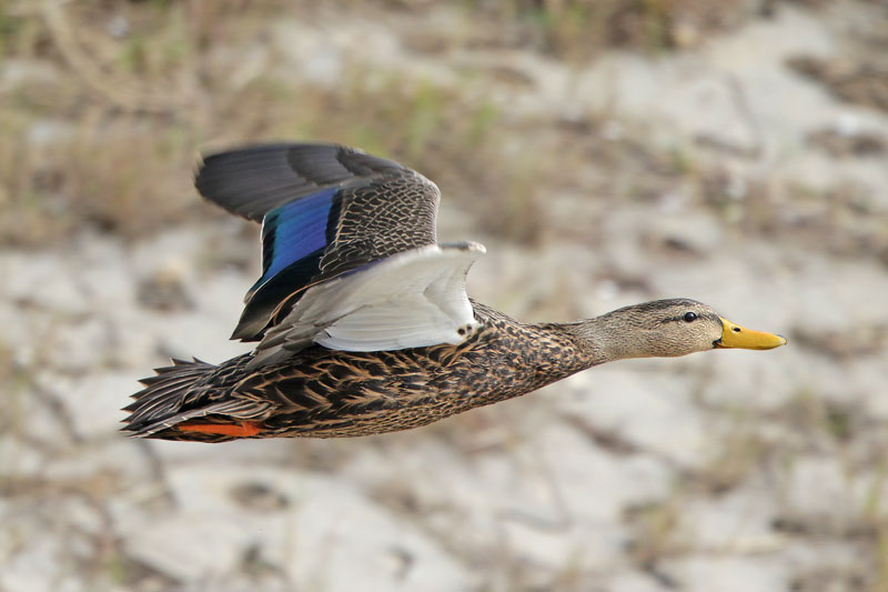 Mottled Duck