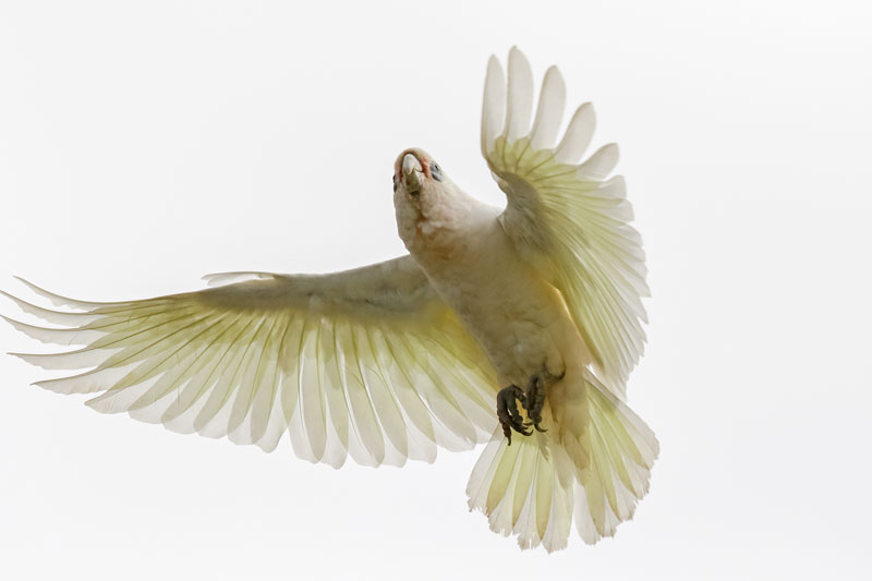 Little Corella