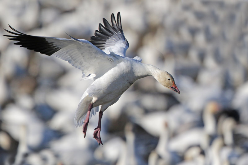 Snow Goose
