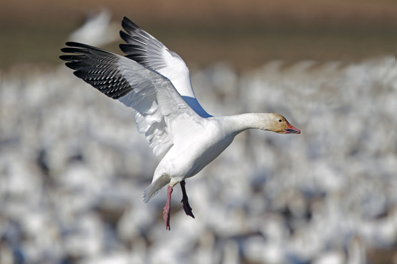 Snow Goose