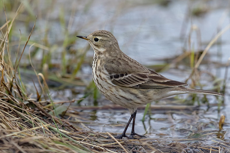 American Pipit