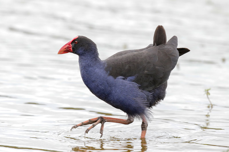 Pukeko/Australasian Swamphen