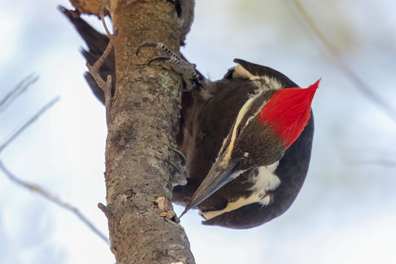 Pileated Woodpecker