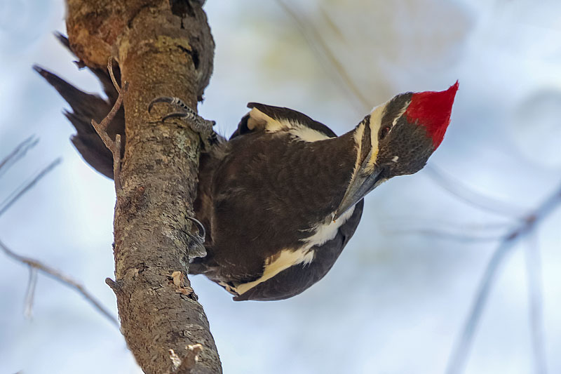 Pileated Woodpecker