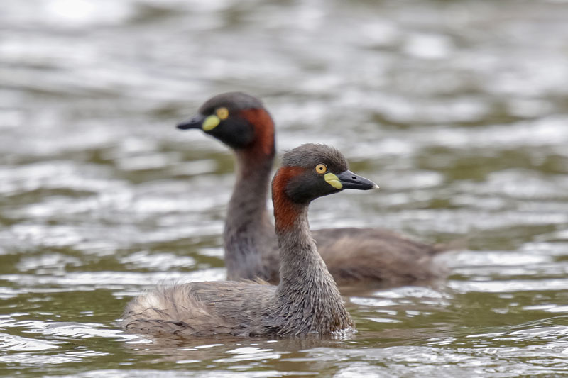 Australasian Grebe