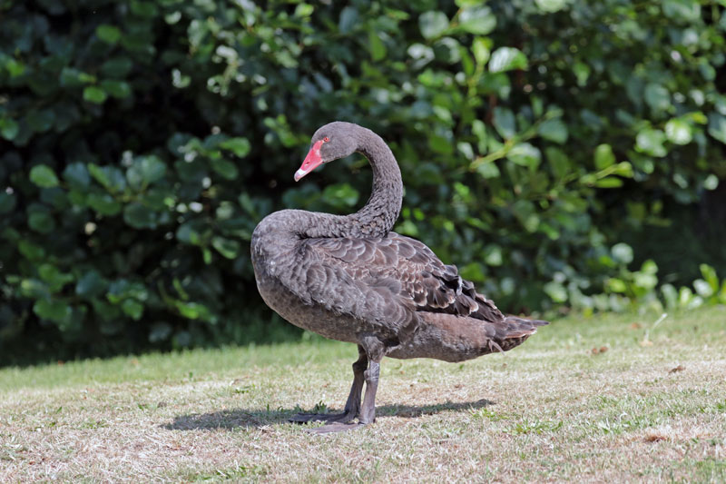 Black Swan