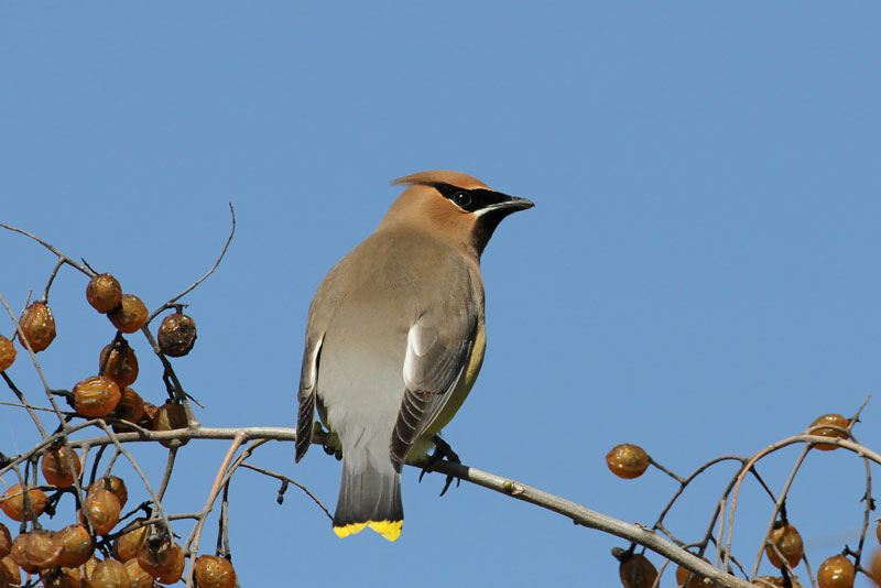 Cedar Waxwing