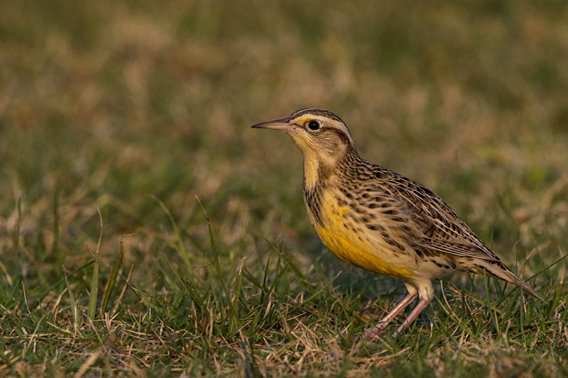 Eastern Meadowlark