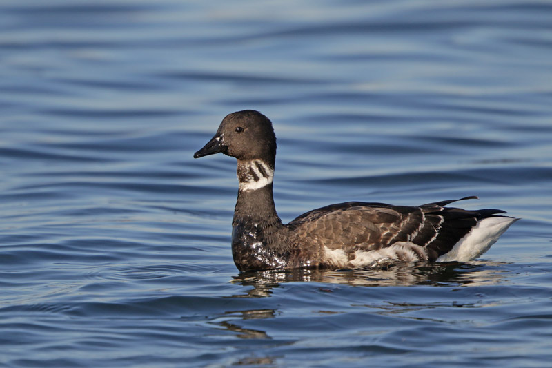Brant