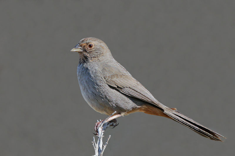 California Towhee