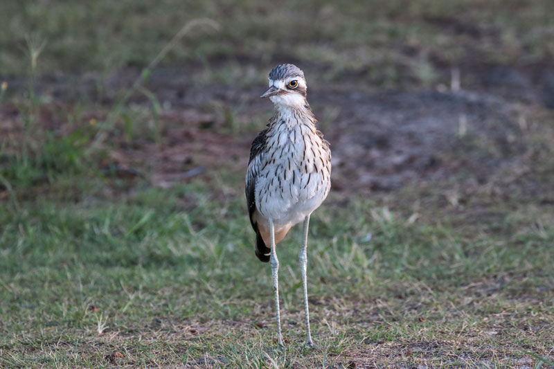 Bush Thick-knee / Bush Stone-curlew