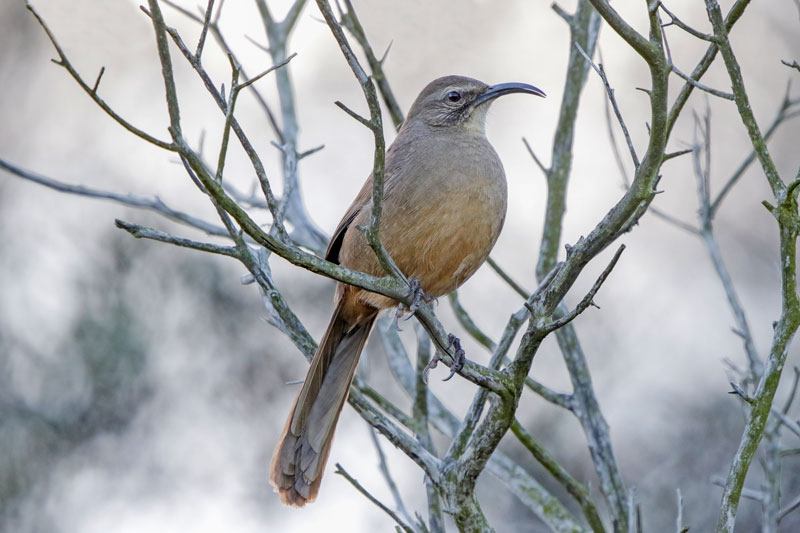 California Thrasher