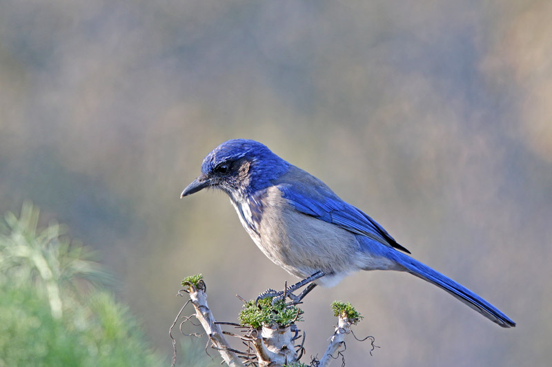 California Scrub-Jay