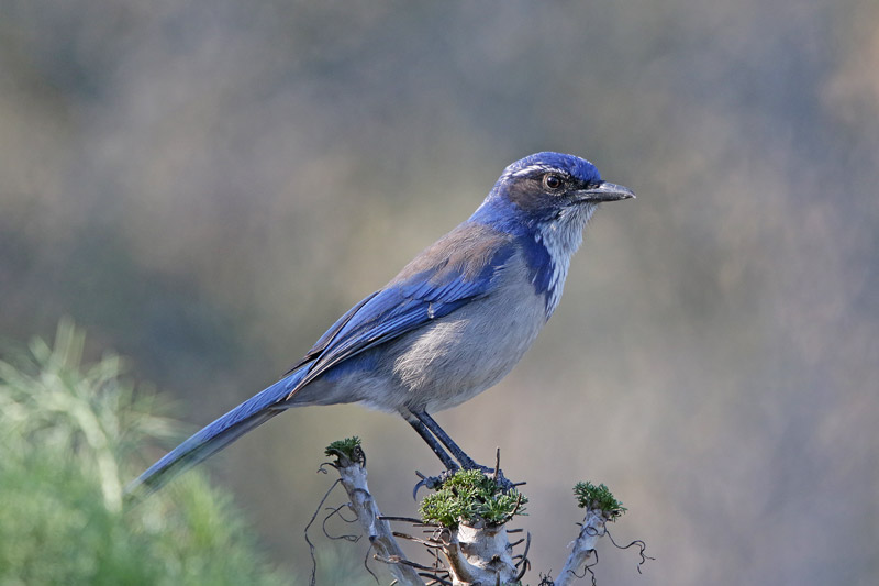 California Scrub-Jay