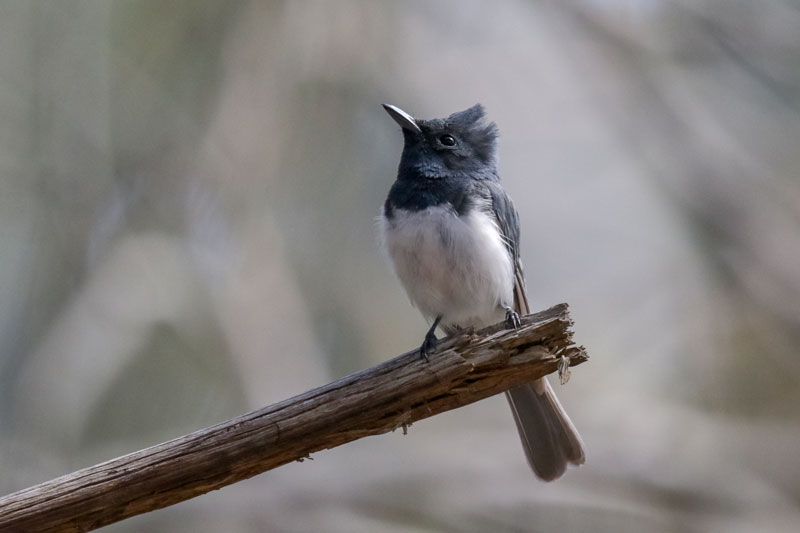Leaden Flycatcher