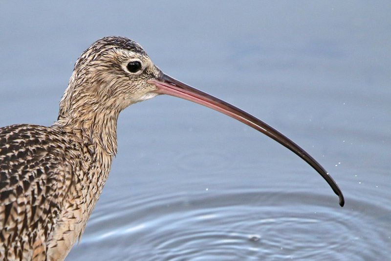 Long-billed Curlew