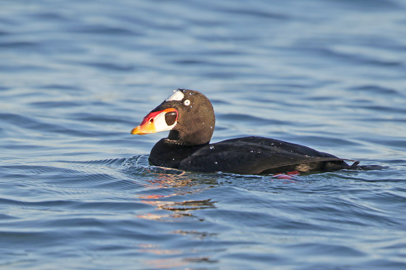 Surf Scoter