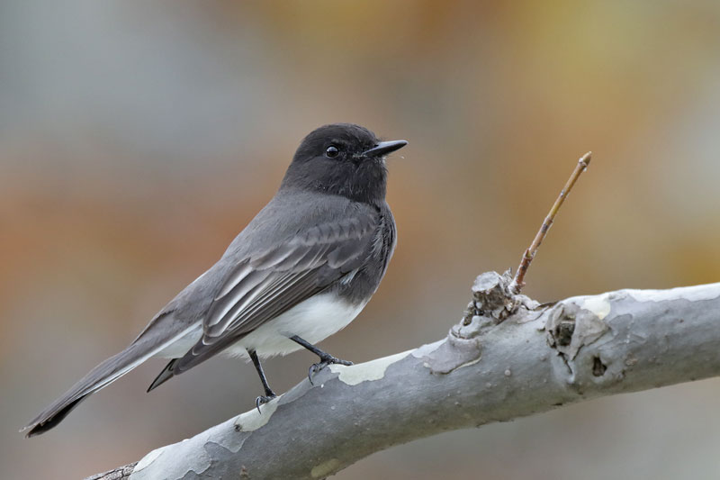 Black Phoebe