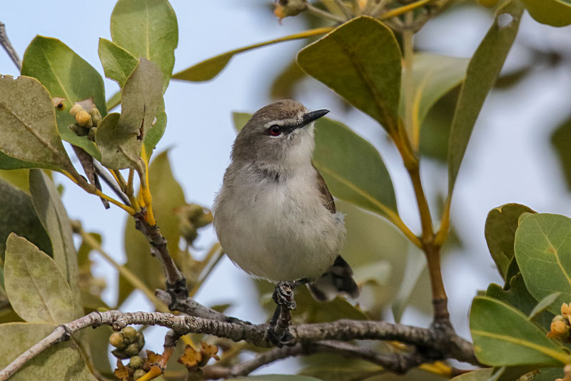 Mangrove Gerygone