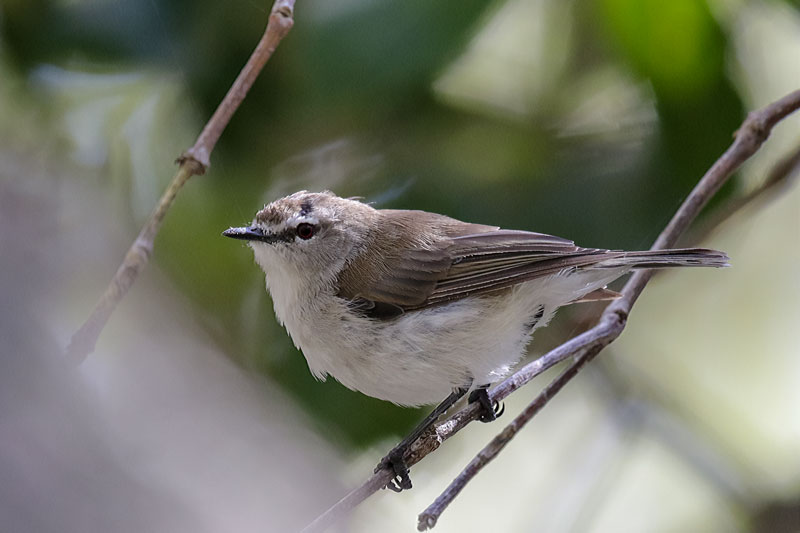 Mangrove Gerygone