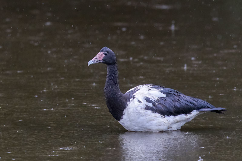 Magpie Goose