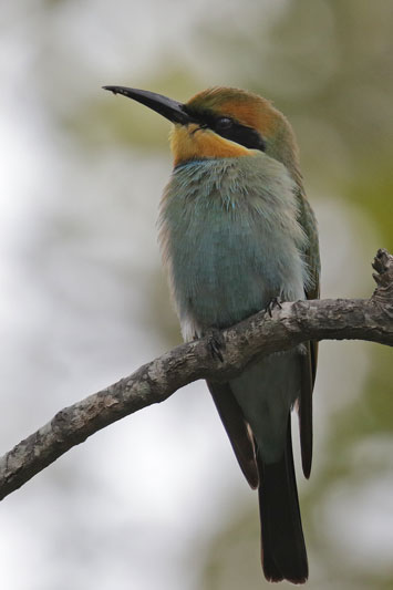 Rainbow Bee-eater