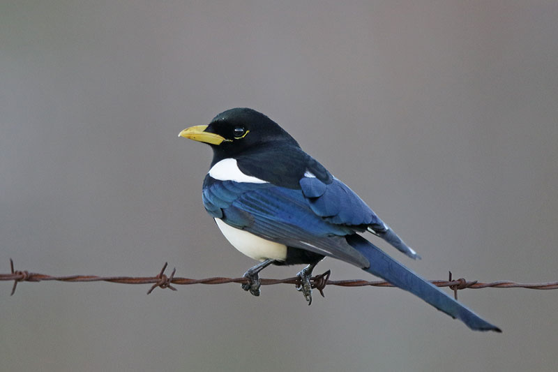 Yellow-billed Magpie