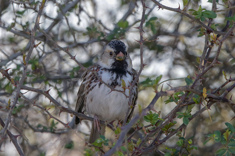 Harris's Sparrow