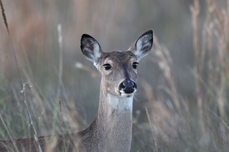 White-tailed Deer