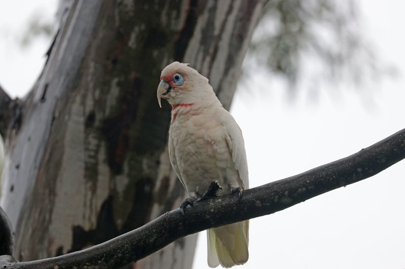 Long-billed Corella
