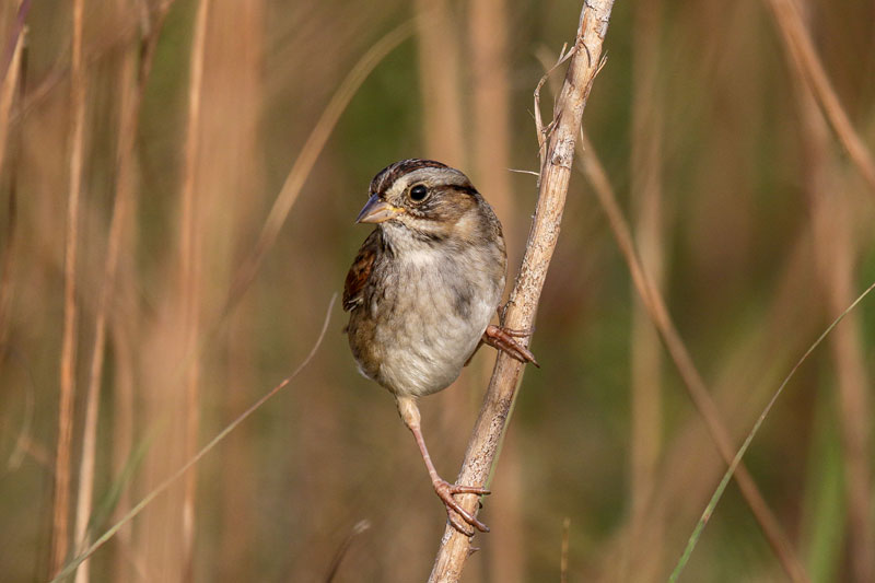 Swamp Sparrow