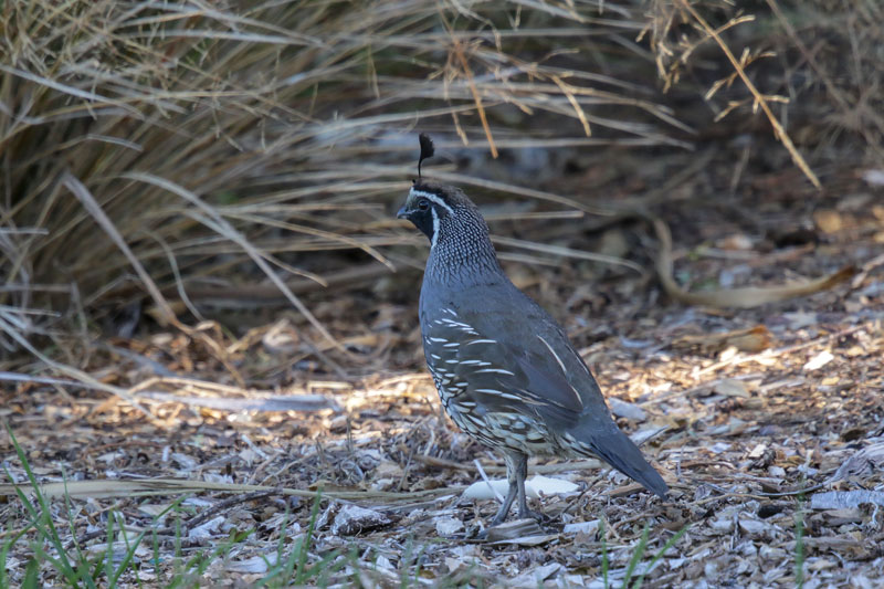 California Quail