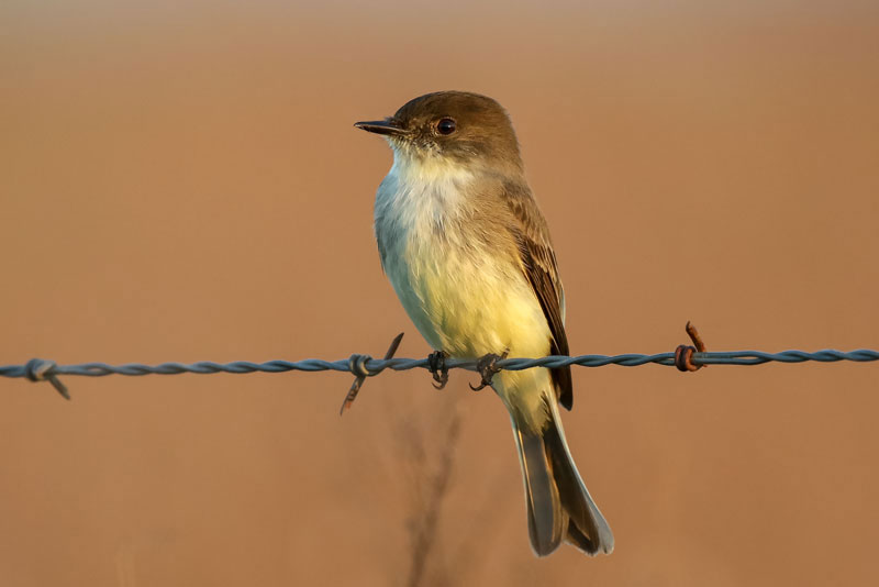 Eastern Phoebe