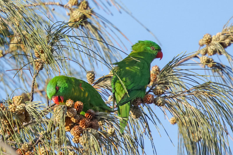 Scaly-breasted Lorikeet