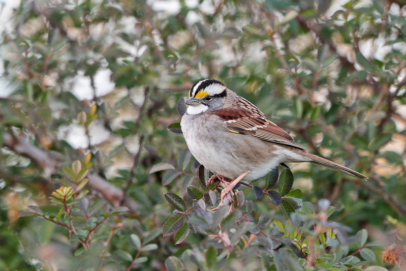 White-throated Sparrow