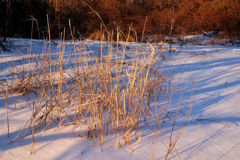 Sunkist Winters Grasses