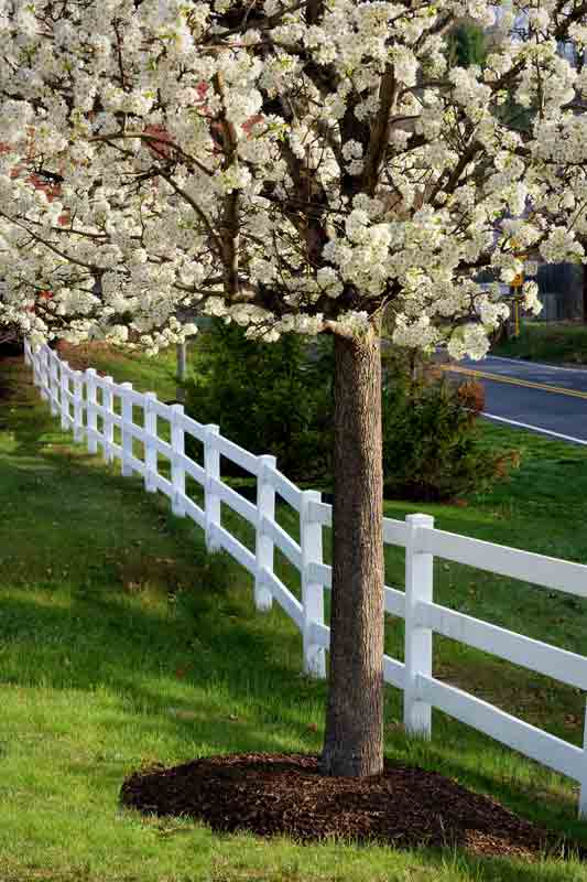 Spring Along the Fence Row