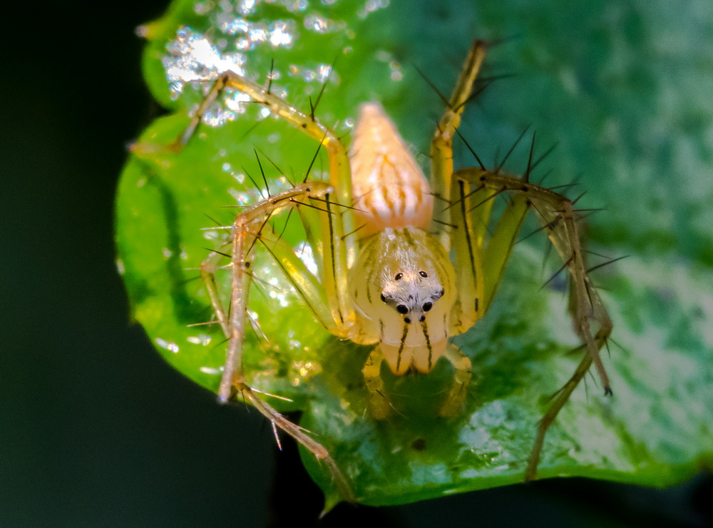 Lynx Spider 貓蛛 Oxyopes sp.