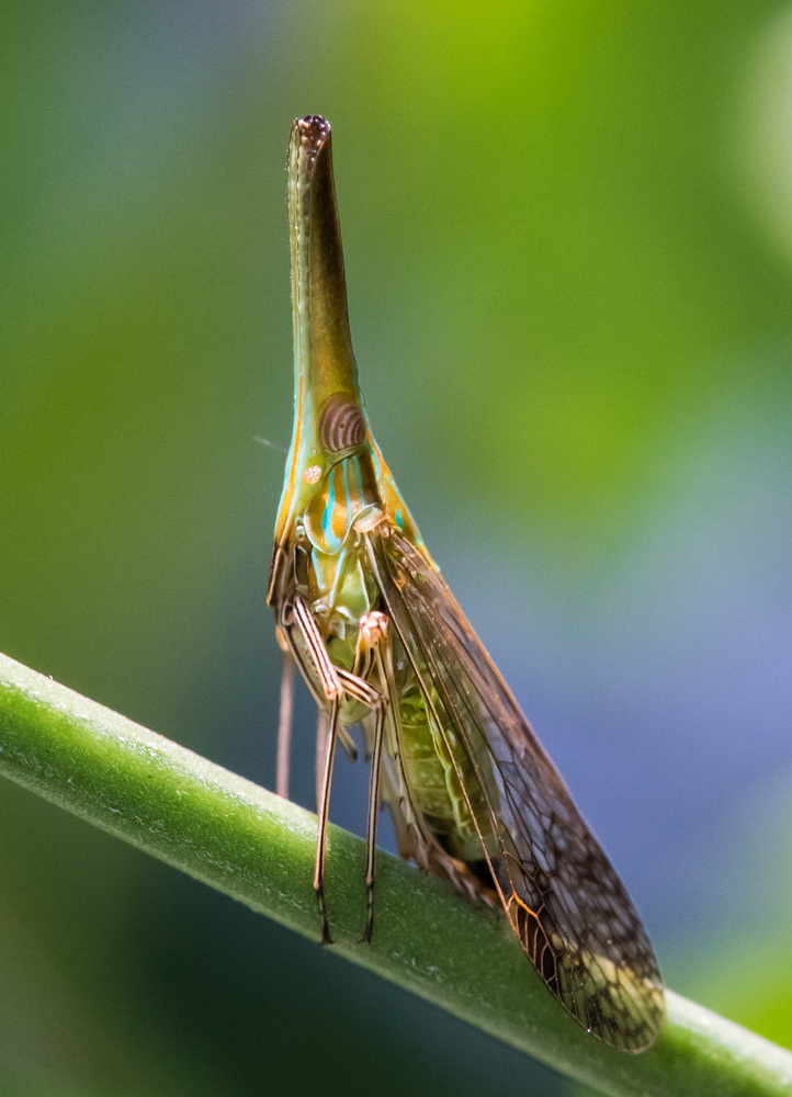 Dictyophara patruelis 伯瑞象蠟蟬