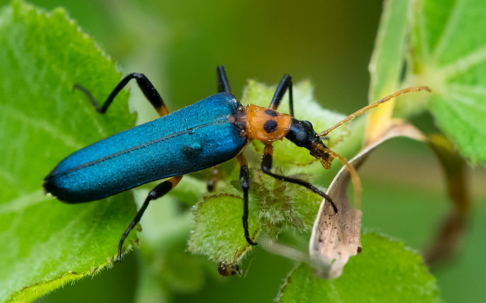 Soft-winged Flower Beetle 眼斑擬花螢 Idgia oculata