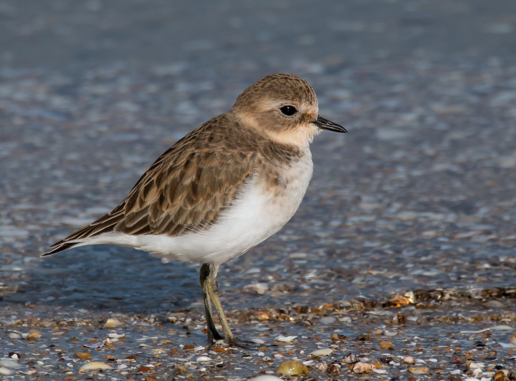 Double-banded Plover