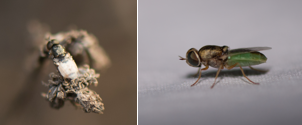 Stratiomyidae - Soldier Flies (family): 2 species