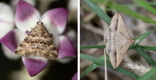 Erebidae (family of moths): 13 species